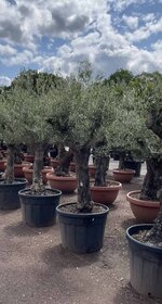 Olivenbume kaufen? | Mediterranes Flair Zuhause - Venovi