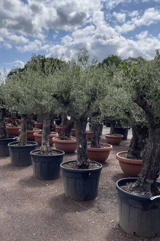 Olivenbaum 50-60 cm Verzweigt | Olea europaea