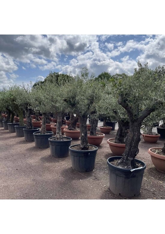 Olivenbaum 50-60 cm Verzweigt | Olea europaea