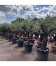 Olivenbaum 50-60 cm Verzweigt | Olea europaea