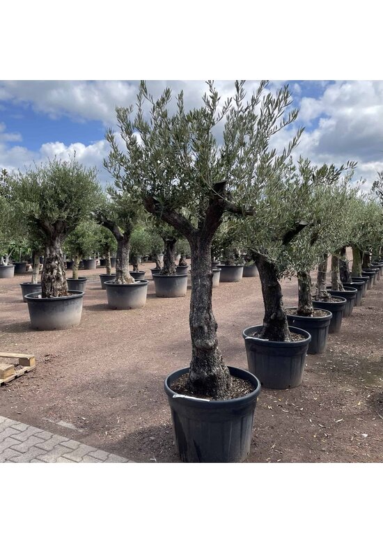 Olivenbaum 50-60 cm Verzweigt | Olea europaea