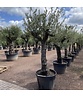 Olivenbaum 50-60 cm Verzweigt | Olea europaea