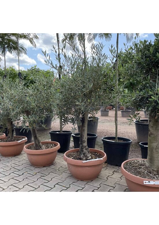 Olivenbaum 60-80 cm Dekoschale | Olea europaea