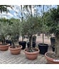 Olivenbaum 60-80 cm Dekoschale | Olea europaea
