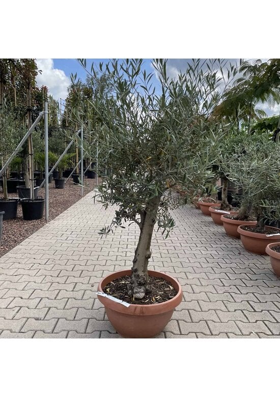 Olivenbaum 60-80 cm Dekoschale | Olea europaea