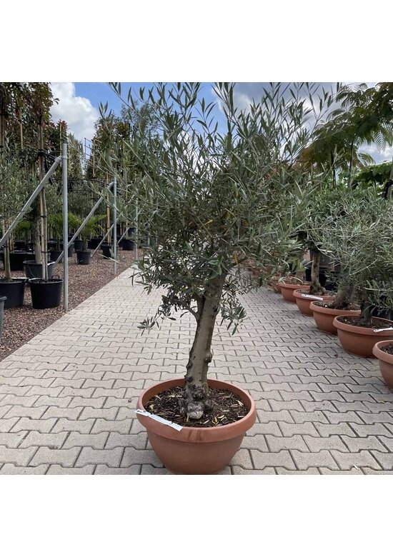 Olivenbaum 60-80 cm Dekoschale | Olea europaea