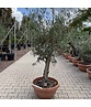 Olivenbaum 60-80 cm Dekoschale | Olea europaea