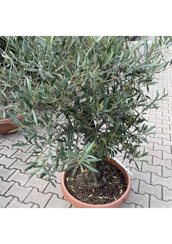 Olivenbaum 60-80 cm Dekoschale | Olea europaea