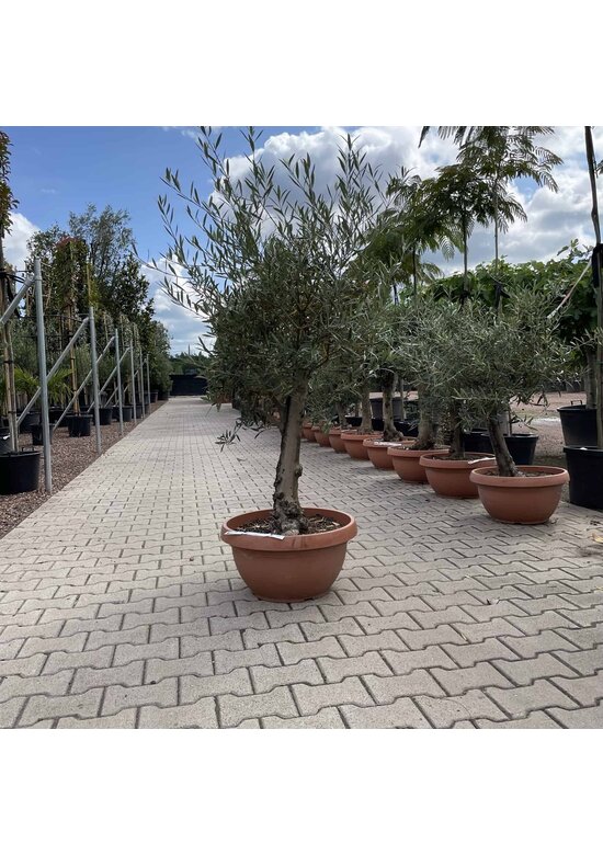 Olivenbaum 60-80 cm Dekoschale | Olea europaea