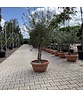 Olivenbaum 60-80 cm Dekoschale | Olea europaea