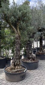 Olivenbume kaufen? | Mediterranes Flair Zuhause - Venovi