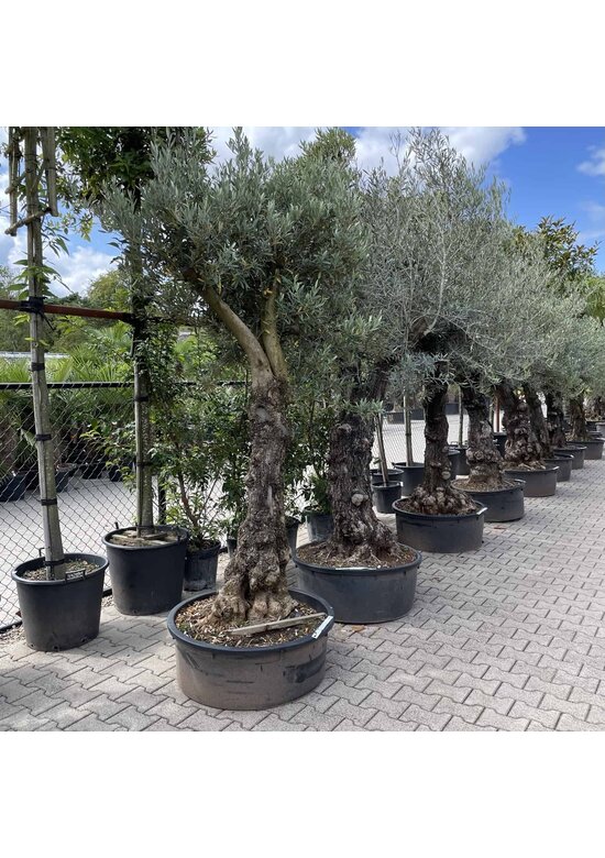 Olivenbaum 60-80 cm Alter knorriger Stamm  | Olea europaea