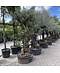 Olivenbaum 60-80 cm Alter knorriger Stamm  | Olea europaea