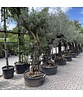 Olivenbaum 60-80 cm Alter knorriger Stamm  | Olea europaea