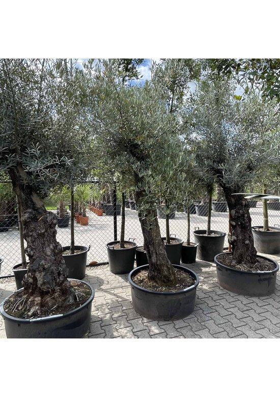 Olivenbaum 60-80 cm Alter knorriger Stamm  | Olea europaea