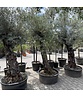 Olivenbaum 60-80 cm Alter knorriger Stamm  | Olea europaea
