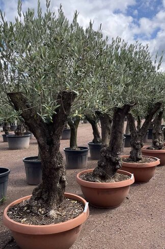 Olivenbaum 80-100 cm Dekoschale | Olea europaea