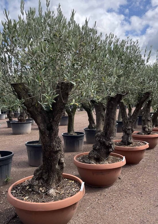 kompost rhododendron Torffreie NeudoHum Rhododendron & Hortensien Erde – Für starke Blüten –  Neudorff Shop