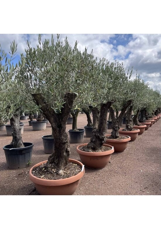 Olivenbaum 80-100 cm Dekoschale | Olea europaea