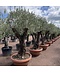 Venovi GmbH Olivenbaum 80-100 cm Dekoschale | Olea europaea