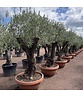Olivenbaum 80-100 cm Dekoschale | Olea europaea