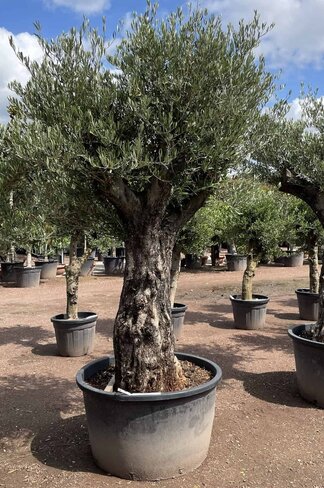 Olivenbaum 80-100 cm Verzweigt  | Olea europaea