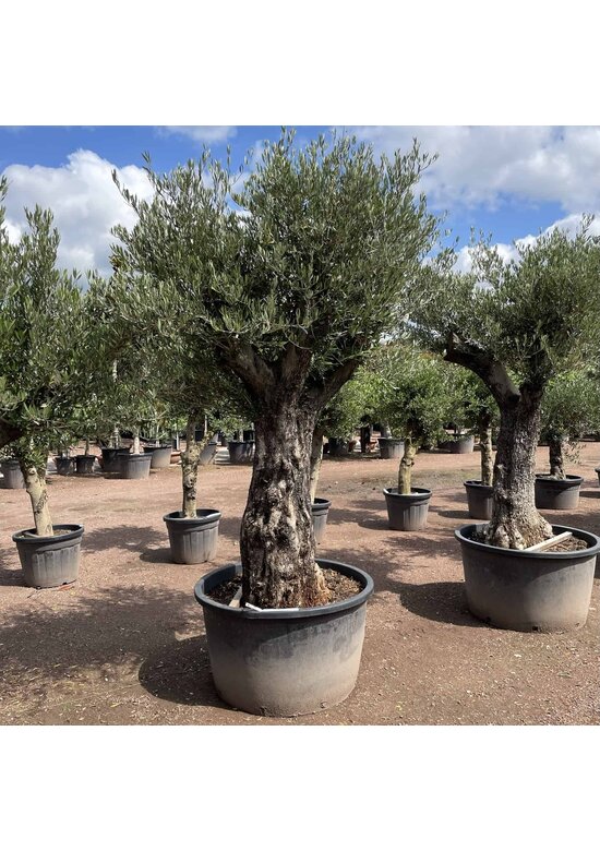 Olivenbaum 80-100 cm Verzweigt  | Olea europaea