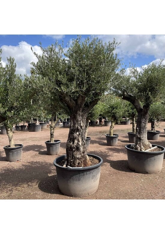 Olivenbaum 80-100 cm Verzweigt  | Olea europaea