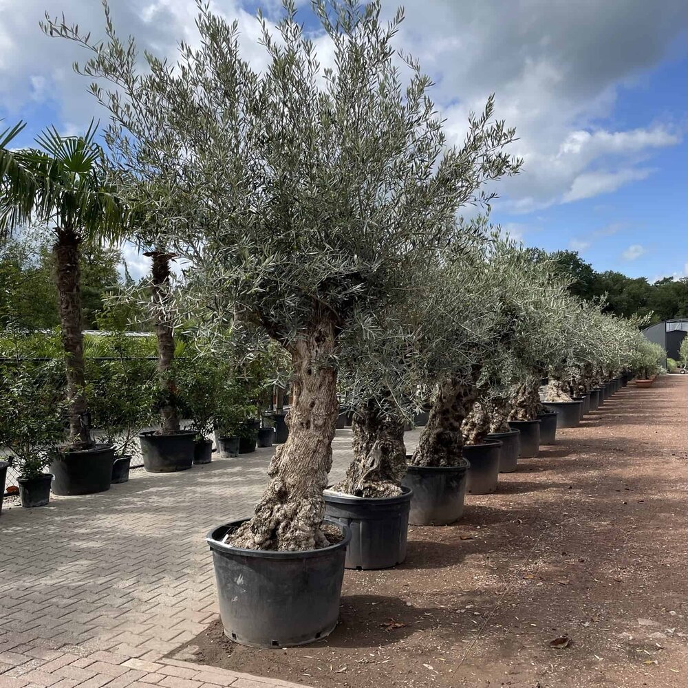 song of jamaica dracaena Dracaena reflexa 'Song of Jamaica' 10