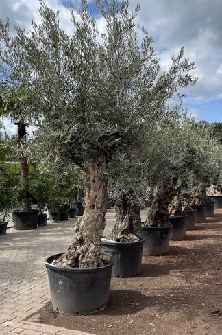 Olivenbaum 100-125cm Bonsai mit Alter knorriger Stamm | Olea europaea