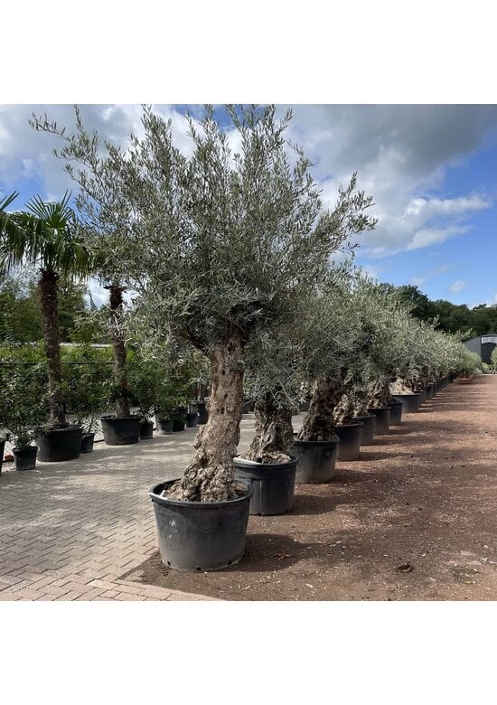 Olivenbaum 100-125cm Bonsai mit Alter knorriger Stamm | Olea europaea