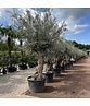 Olivenbaum 100-125cm Bonsai mit Alter knorriger Stamm | Olea europaea