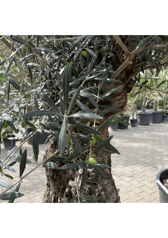 Olivenbaum 100-125cm Bonsai mit Alter knorriger Stamm | Olea europaea