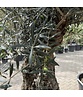 Olivenbaum 100-125cm Bonsai mit Alter knorriger Stamm | Olea europaea