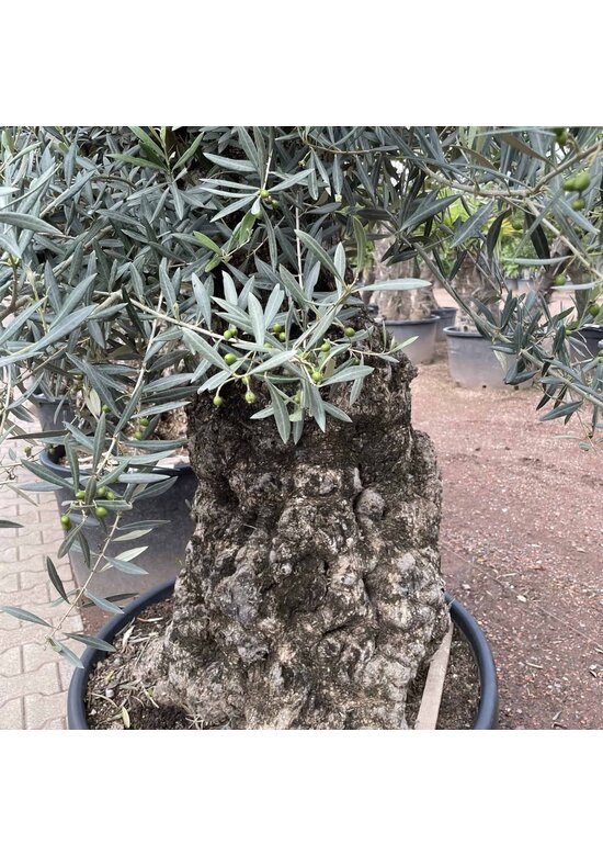 Olivenbaum 100-125cm Bonsai mit Alter knorriger Stamm | Olea europaea