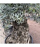 Olivenbaum 100-125cm Bonsai mit Alter knorriger Stamm | Olea europaea