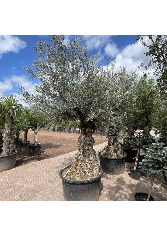 Olivenbaum 100-125cm Bonsai mit Alter knorriger Stamm | Olea europaea
