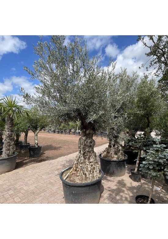 Olivenbaum 100-125cm Bonsai mit Alter knorriger Stamm | Olea europaea