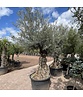 Olivenbaum 100-125cm Bonsai mit Alter knorriger Stamm | Olea europaea