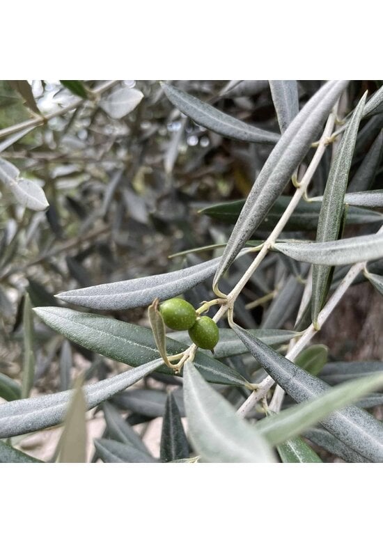 Olivenbaum 100-125cm Bonsai mit Alter knorriger Stamm | Olea europaea