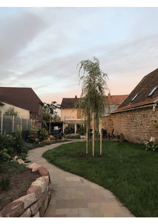 Trauerweide  | Salix sepulcralis 'Chrysocoma'