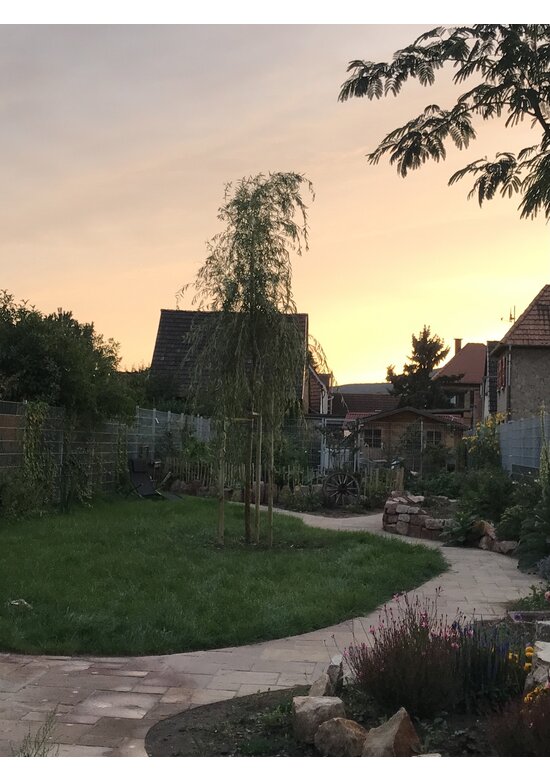 Trauerweide  | Salix sepulcralis 'Chrysocoma'