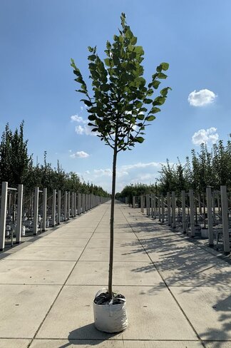 Sommerlinde 'Rubra' | Tilia platyphyllos 'Rubra'
