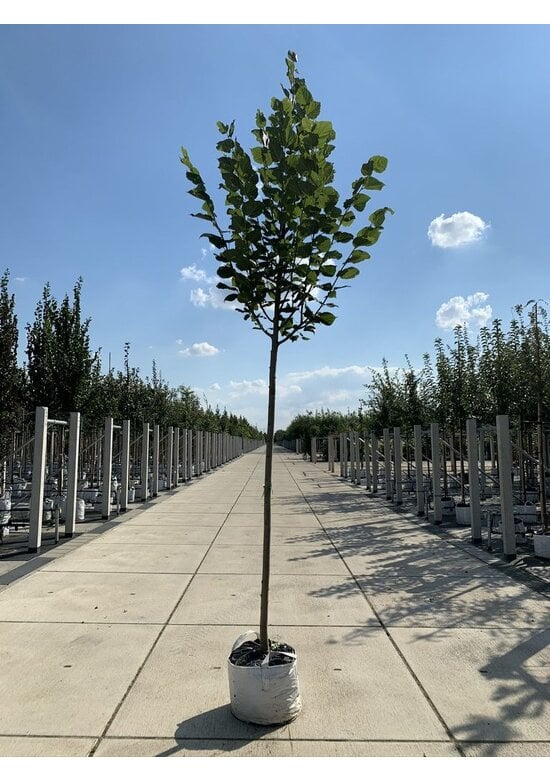 Sommerlinde 'Rubra' | Tilia platyphyllos 'Rubra'