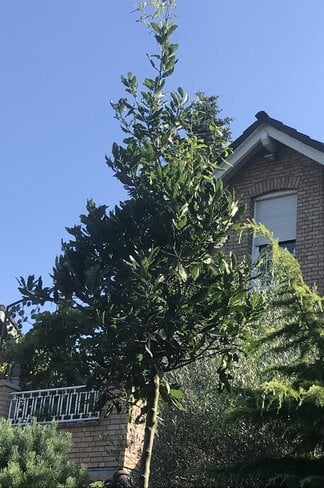 Halbimmergrüne Eiche 'Pseudoturneri' | Quercus turneri Pseudoturneri