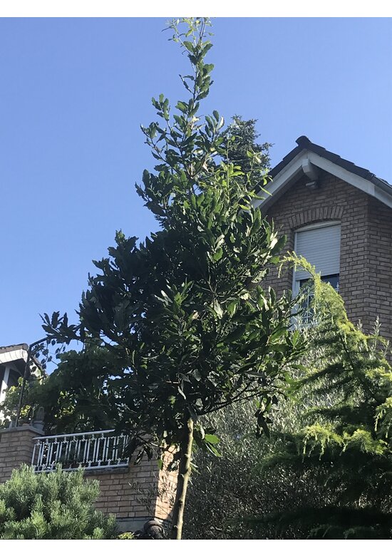 Halbimmergrüne Eiche 'Pseudoturneri' | Quercus turneri Pseudoturneri