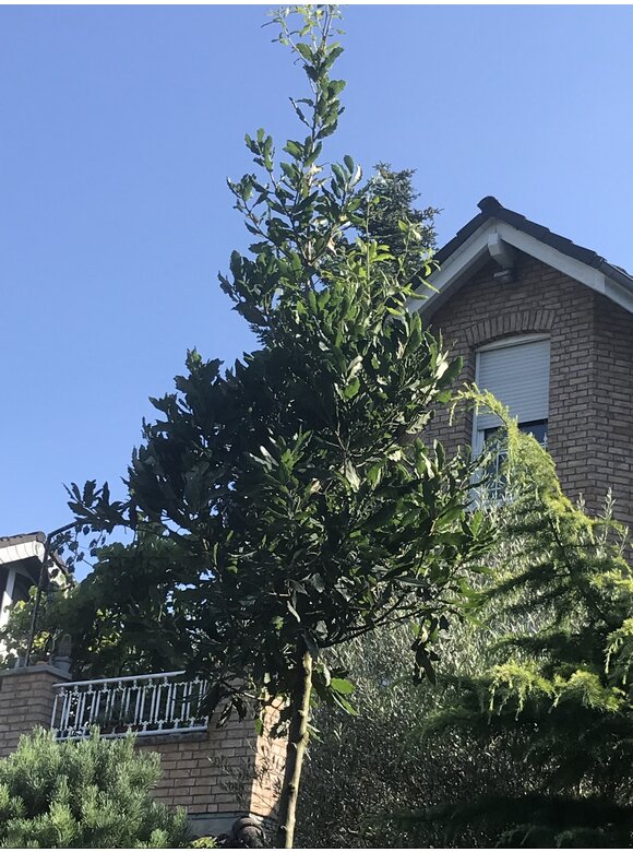 Halbimmergrüne Eiche 'Pseudoturneri' | Quercus turneri Pseudoturneri Halbimmergrüne Eiche 'Pseudoturneri' | Quercus turneri Pseudoturneri