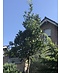 Halbimmergrüne Eiche 'Pseudoturneri' | Quercus turneri Pseudoturneri