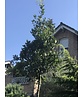 Halbimmergrüne Eiche 'Pseudoturneri' | Quercus turneri Pseudoturneri