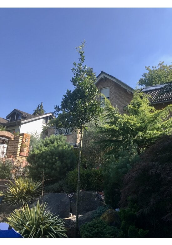 Halbimmergrüne Eiche 'Pseudoturneri' | Quercus turneri Pseudoturneri